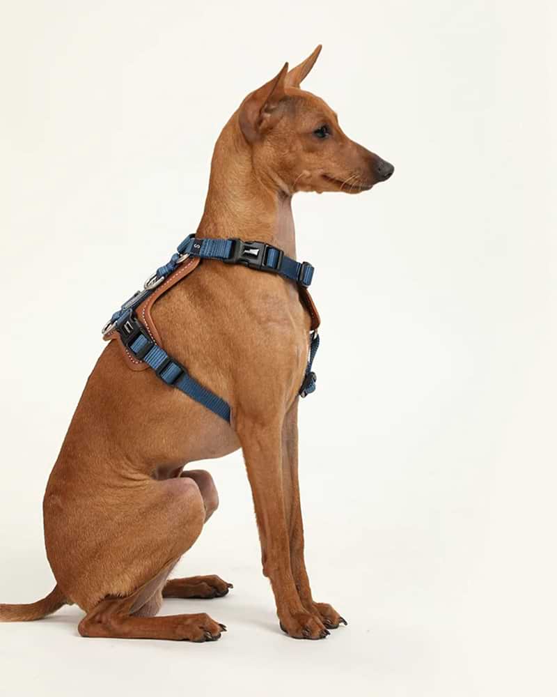 Comfort Blue - dog Harness - The Dog Dreams