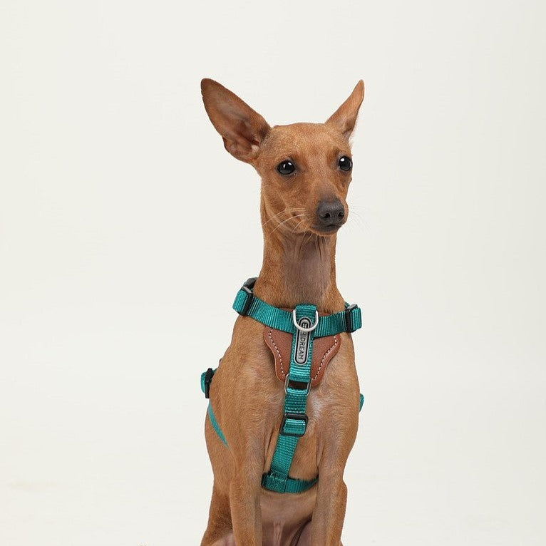 Comfort Green - dog Harness - The Dog Dreams