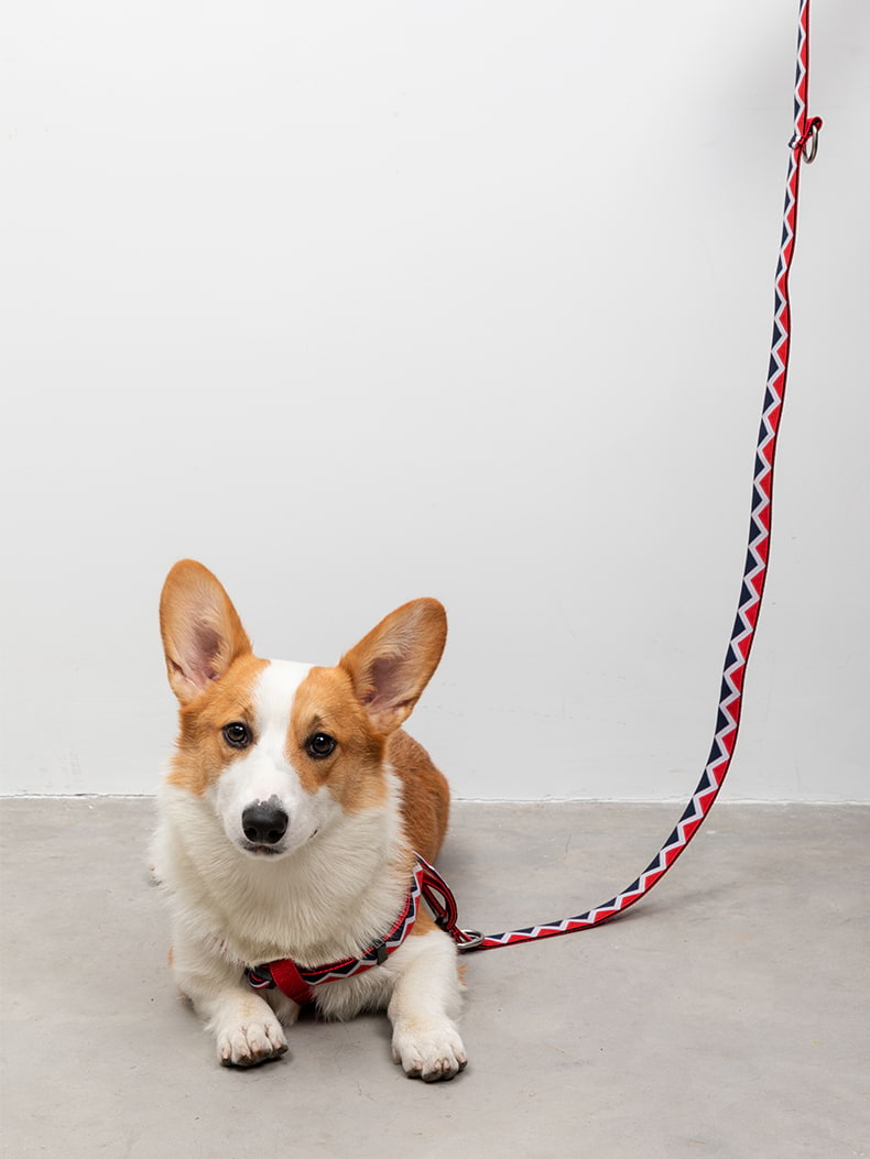 Walking Red - "Hands-free" 4-in-1 Leash - The Dog Dreams Dog Leashes