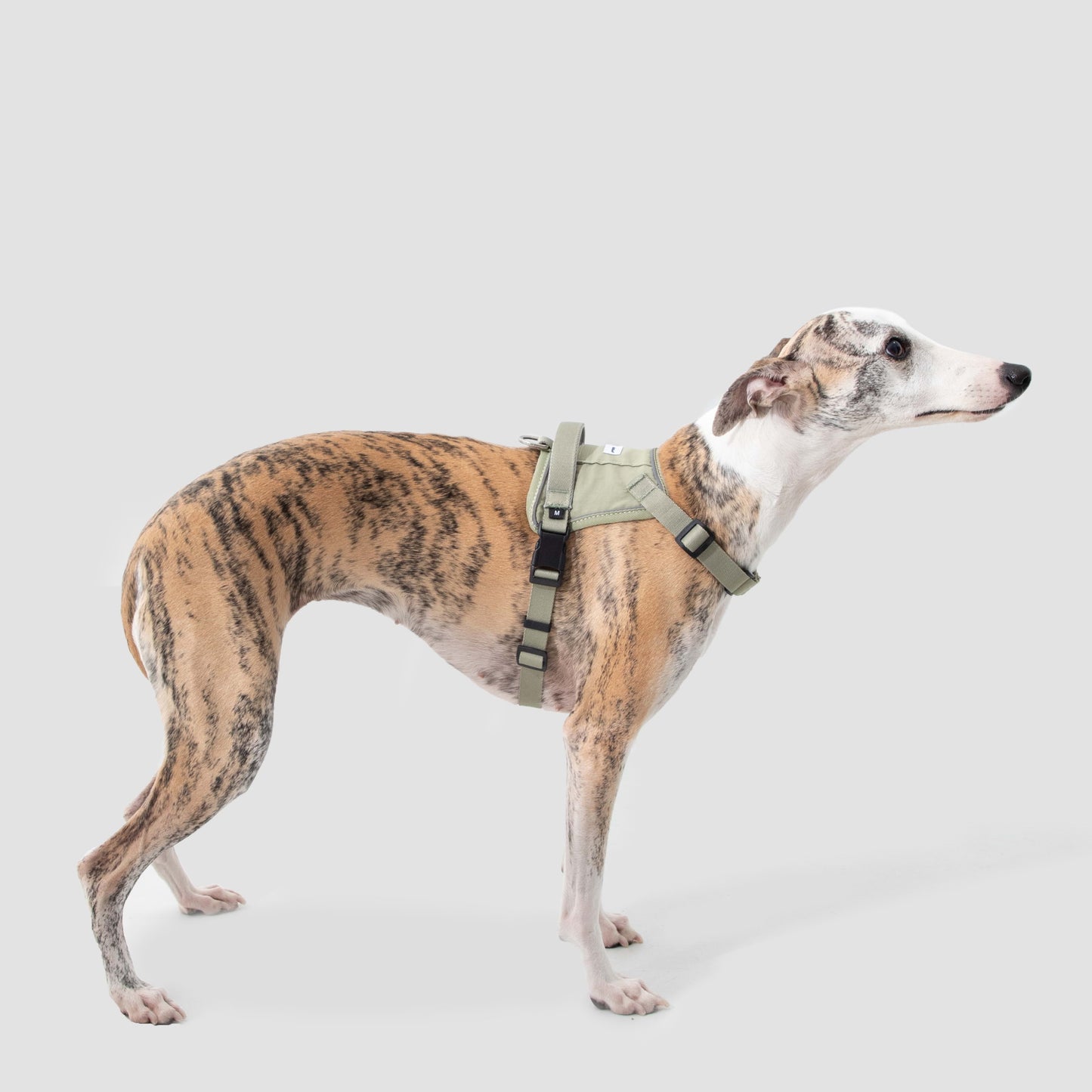 Evolution Green Dog Set - Harness & Leash