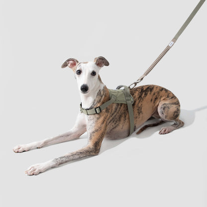 Evolution Green Dog Set - Harness & Leash