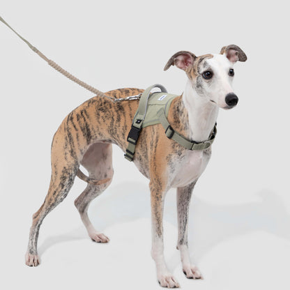 Evolution Green Dog Set - Harness & Leash