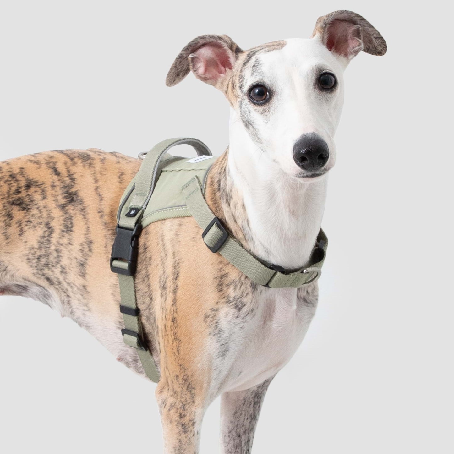 Evolution Green Dog Set - Harness & Leash