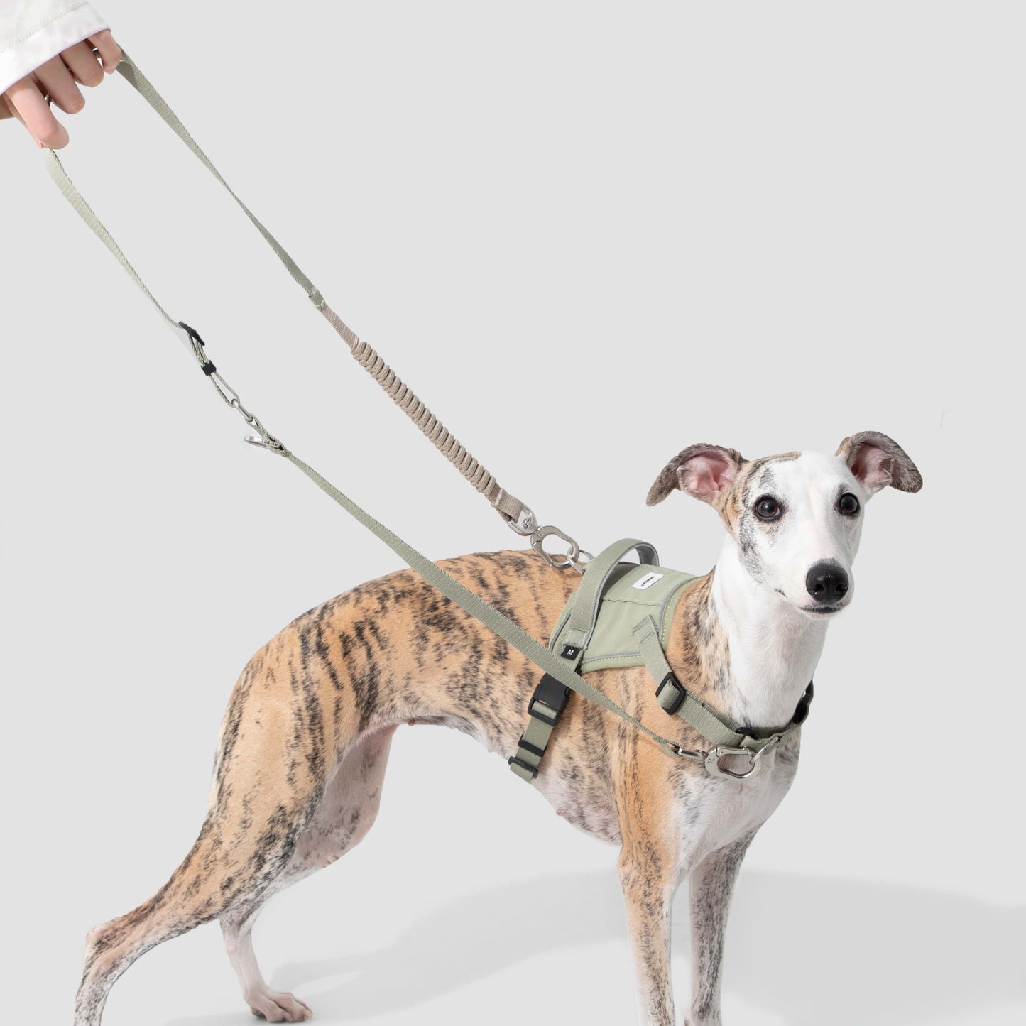 Evolution Green Dog Set - Harness & Leash