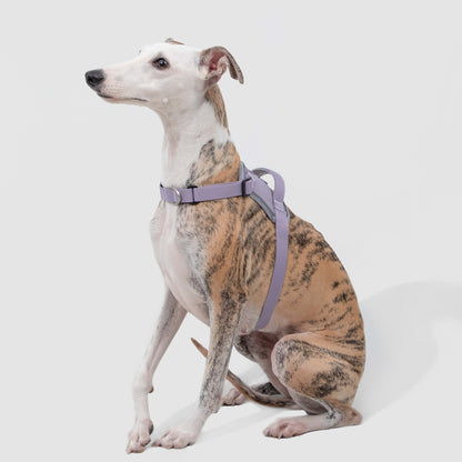 Evolution Purple Dog Set - Harness & Leash