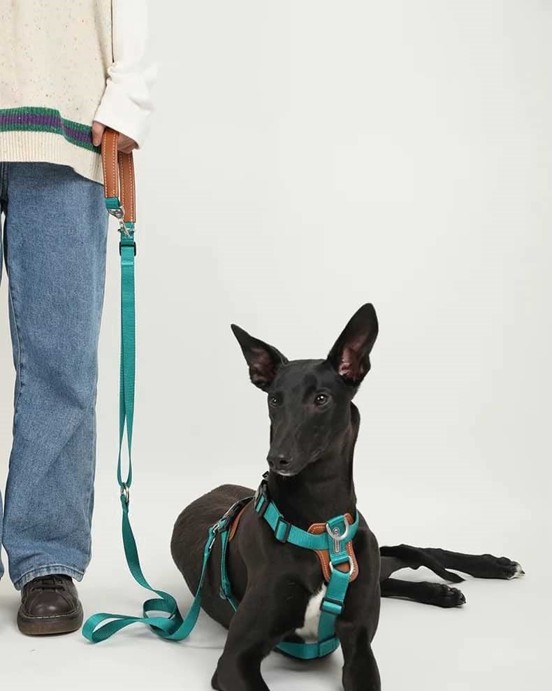Comfort Green - dog "Free hands" Leash 4-in-1 - The Dog Dreams