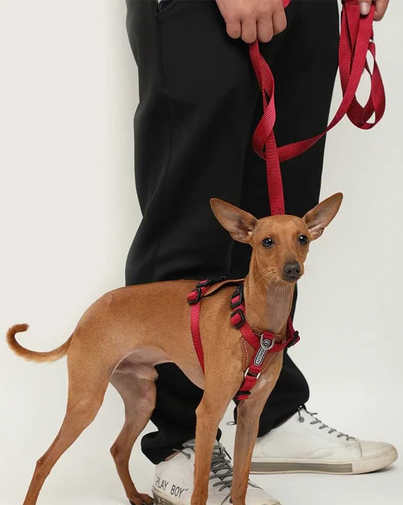 Comfort Red - dog Harness - The Dog Dreams Harness